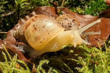 Schnecken kaufen und verkaufen Foto: Achatschnecken Jungtiere abzugeben (20 Stk.)