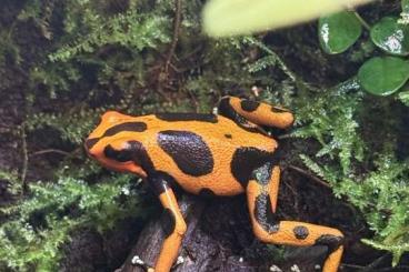 Pfeilgiftfrösche kaufen und verkaufen Foto: Biete 0,0,1 Oophaga Lehmanni-Orange. Pfeilgiftfrösche kaufen und verkaufen Foto: Biete 0,0,1 Oophaga Lehmanni-Orange.