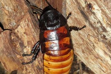 Insects kaufen und verkaufen Photo: Madagaskar Fauchschaben, 10 Stk, Adult