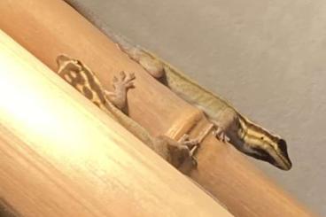Geckos kaufen und verkaufen Photo: Zwerggeckos - Lygodactylus - abzugeben Geckos kaufen und verkaufen Photo: Zwerggeckos - Lygodactylus - abzugeben
