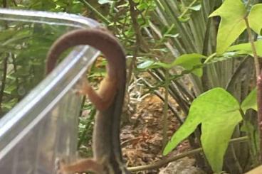 Geckos kaufen und verkaufen Photo: Zur Abholung Lygodactylus kimhowelli 1.1 Geckos kaufen und verkaufen Photo: Zur Abholung Lygodactylus kimhowelli 1.1