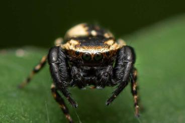 Insekten kaufen und verkaufen Foto: Rhombomantis longipennis, Hierodula spPapua, Hierodula pulchripes etc Insekten kaufen und verkaufen Foto: Rhombomantis longipennis, Hierodula spPapua, Hierodula pulchripes etc