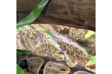 Ball Pythons kaufen und verkaufen Photo: Königspython mit Terrarium