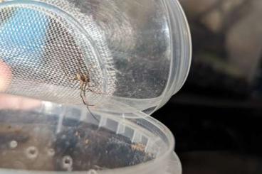 Spinnen und Skorpione kaufen und verkaufen Foto: latrodectus hesperus Männchen 
