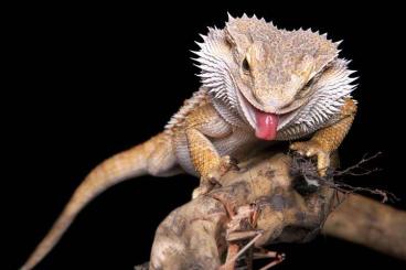 Bearded dragons kaufen und verkaufen Photo: Bartagame + Terrarium gesucht 