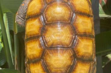 Tortoises kaufen und verkaufen Photo: Looking for albino tortoises