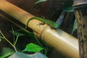 Geckos kaufen und verkaufen Photo: Phelsuma v-nigra comoraegrandensis 