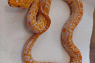 Pythons kaufen und verkaufen Photo: Labyrinth burmese python babies