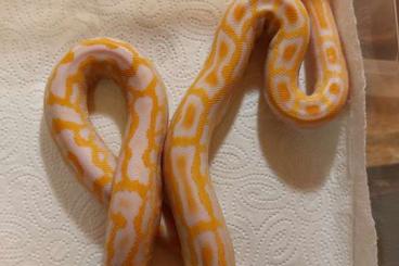 Schlangen kaufen und verkaufen Foto: Python molurus bivitattus - Labyrinth
