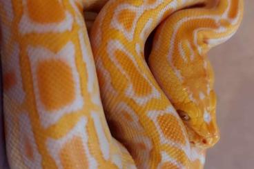 Schlangen kaufen und verkaufen Foto: Python molurus bivitattus