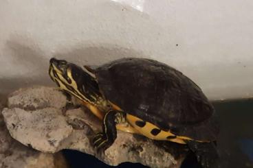 Schildkröten  kaufen und verkaufen Foto: Cumberland Schildkröte weiblich 