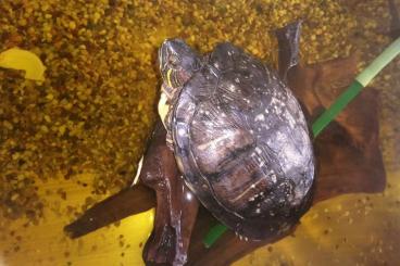 Sumpfschildkröten kaufen und verkaufen Foto: Schmuckschildkröte weiblich 