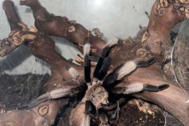 Vogelspinnen kaufen und verkaufen Foto: Vogelspinnen zur Abgabe dringend Vogelspinnen kaufen und verkaufen Foto: Vogelspinnen zur Abgabe dringend