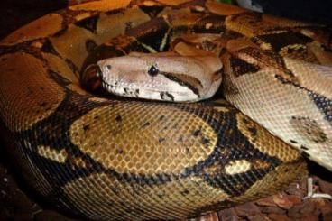 Boas kaufen und verkaufen Photo: Boa Constrictor Imperator abzugeben