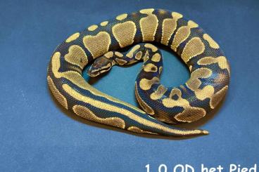 Königspythons kaufen und verkaufen Foto: Alex Ball python pythons 2020 2021