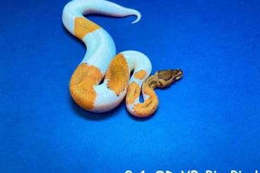 Königspythons kaufen und verkaufen Foto: Alex Ball python pythons 2022