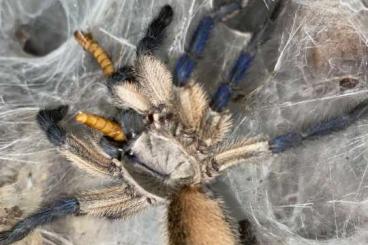 Spinnen und Skorpione kaufen und verkaufen Foto: M. Balfouri 5 er mit terrarium Spinnen und Skorpione kaufen und verkaufen Foto: M. Balfouri 5 er mit terrarium