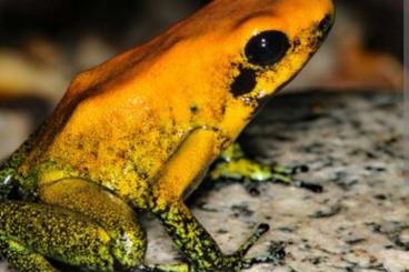Poison dart frogs kaufen und verkaufen Photo: Phyllobates Bicolor Gruppe