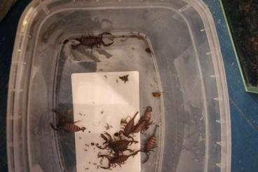 Skorpione kaufen und verkaufen Foto: Schwarze Laos-Skorpion (Heterometrus laoticus) 