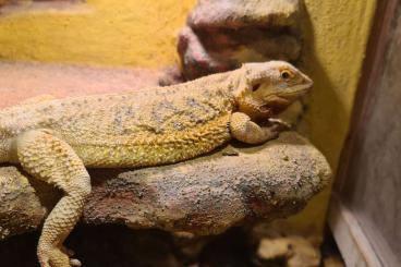 Bearded dragons kaufen und verkaufen Photo: Bartagame Männlich zu verschenken