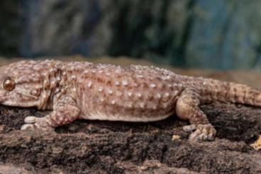 Geckos kaufen und verkaufen Photo: Chondrodactylus bibronii Female