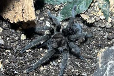 - bird spiders kaufen und verkaufen Photo: GRAMMOSTOLA PULCHRA FEMALE - bird spiders kaufen und verkaufen Photo: GRAMMOSTOLA PULCHRA FEMALE