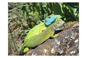 Lizards kaufen und verkaufen Photo: Lacerta viridis eigene NZ von 2023 Smaragdeidechsen