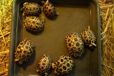 Schildkröten  kaufen und verkaufen Foto: Astrochelys radiata NZ 2023 high yellow und brownie (sehr selten)