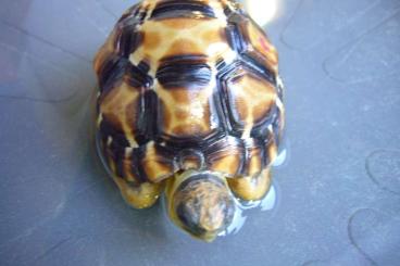 Turtles and Tortoises kaufen und verkaufen Photo: Astrochelys radiata "brownie" (high yellow) sehr selten