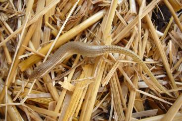 Echsen kaufen und verkaufen Foto: Gefleckter Walzenskink (Chalcides ocellatus) NZ 2024/2025 Echsen kaufen und verkaufen Foto: Gefleckter Walzenskink (Chalcides ocellatus) NZ 2024/2025