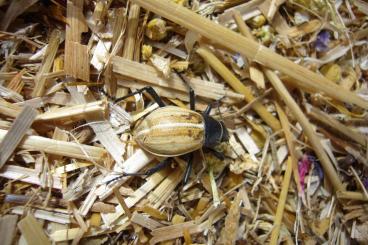 Insects kaufen und verkaufen Photo: Namib Nebeltrinker-Käfer (Onymacris spe.) seltene Farbvariante Paar Insects kaufen und verkaufen Photo: Namib Nebeltrinker-Käfer (Onymacris spe.) seltene Farbvariante Paar