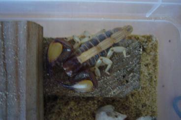 Spinnen und Skorpione kaufen und verkaufen Foto: Tricolor-Skorpion Opistophalmus spez. wohl wahlbergii, evt. adustus Spinnen und Skorpione kaufen und verkaufen Foto: Tricolor-Skorpion Opistophalmus spez. wohl wahlbergii, evt. adustus