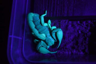 Spiders and Scorpions kaufen und verkaufen Photo: Tricolor-Skorpion Opistophalmus spez. wohl wahlbergii, evt. adustus Spiders and Scorpions kaufen und verkaufen Photo: Tricolor-Skorpion Opistophalmus spez. wohl wahlbergii, evt. adustus