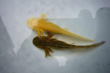 Molche kaufen und verkaufen Foto: 10x Axolotl eigene Teich-Nachzuchten aus 2023 Wildlinge 20cm