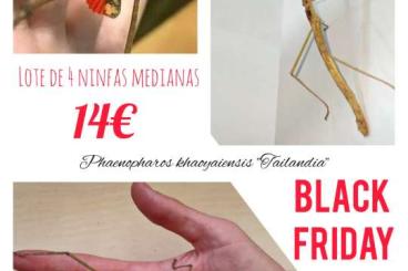 Insekten kaufen und verkaufen Foto: BLACK FRIDAY OFFERS! All type of invertebrates