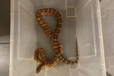 Snakes kaufen und verkaufen Photo: Insgesamt drei Kornnattern abzugeben