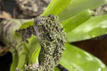 Frösche  kaufen und verkaufen Foto: Moosfrosch / Theloderma corticale aus eigener Zucht abzugeben