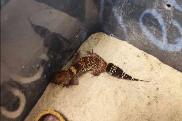 Geckos kaufen und verkaufen Photo: Hemidactylus Imbricatus, Underwoodisaurus Miili, Phelsuma Grandis 