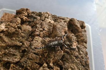 Scorpions kaufen und verkaufen Photo: Heterometrus laoticus 0.0.1