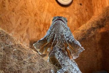 andere Echsen kaufen und verkaufen Foto: Schönes Terrarium mit Kragenechse 
