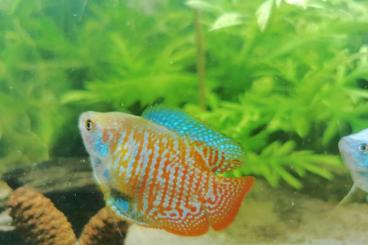 Zierfische kaufen und verkaufen Foto: Zwergfadenfisch Männchen etwa 5cm Zierfische kaufen und verkaufen Foto: Zwergfadenfisch Männchen etwa 5cm