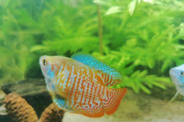 ornamental fish kaufen und verkaufen Photo: Zwergfadenfisch Männchen etwa 5cm