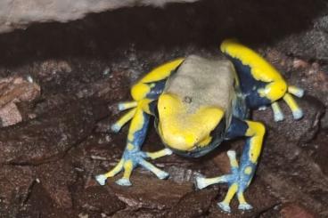 Frösche  kaufen und verkaufen Foto: Dendrobates Tinctorius Tumucumaque