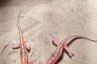 Geckos kaufen und verkaufen Foto: Pachydactylus Rangei 1.1 CB 23 (1)