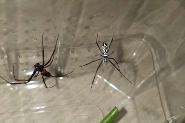 Spiders and Scorpions kaufen und verkaufen Photo: Nephila sp. Tansanie L3/L4/L5