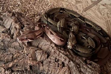 Boas kaufen und verkaufen Photo: 2 Boas Constrictor Imperator 