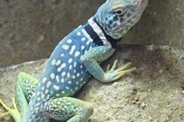 Lizards kaufen und verkaufen Photo: NZ Crotaphytus dickersonae, Asaccus gardneri Lizards kaufen und verkaufen Photo: NZ Crotaphytus dickersonae, Asaccus gardneri