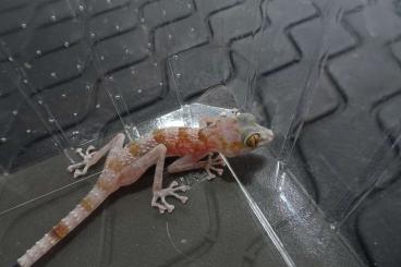 Echsen kaufen und verkaufen Foto: NZ 2024 - Asaccus gardneri Echsen kaufen und verkaufen Foto: NZ 2024 - Asaccus gardneri
