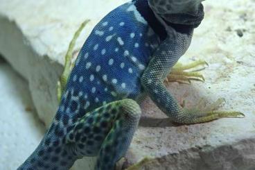 Lizards kaufen und verkaufen Photo: 2.0 Crotaphytus dickersonae, NZ 2024, Houten Lizards kaufen und verkaufen Photo: 2.0 Crotaphytus dickersonae, NZ 2024, Houten
