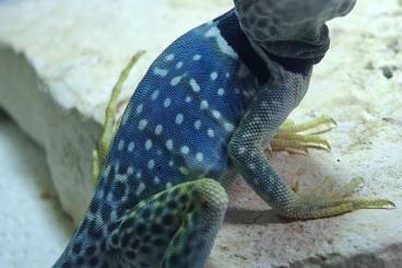 Lizards kaufen und verkaufen Photo: 1.0 Crotaphytus dickersonae - Terrabörse Wörth am Rhein am 05.07.2025 Lizards kaufen und verkaufen Photo: 1.0 Crotaphytus dickersonae - Terrabörse Wörth am Rhein am 05.07.2025